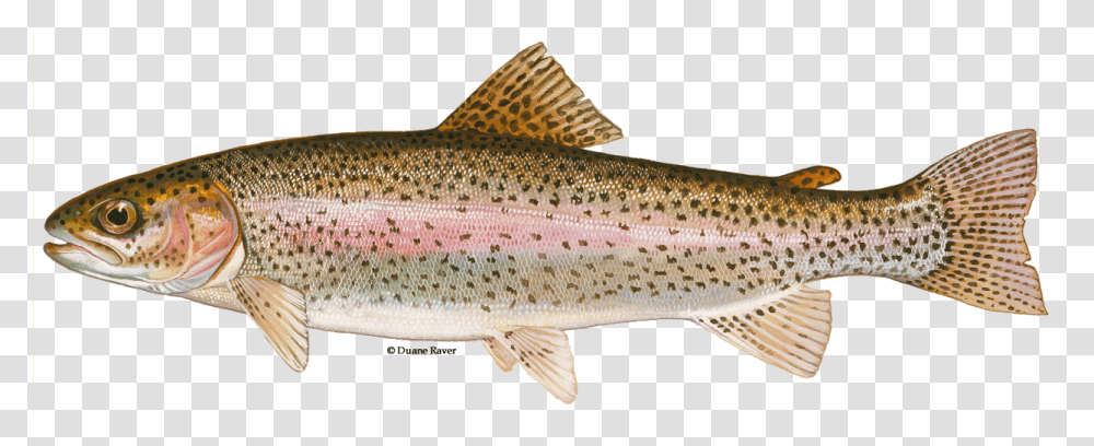 Illustration Of A Steelhead Trout Rainbow Trout, Fish, Animal, Coho, Cod Transparent Png