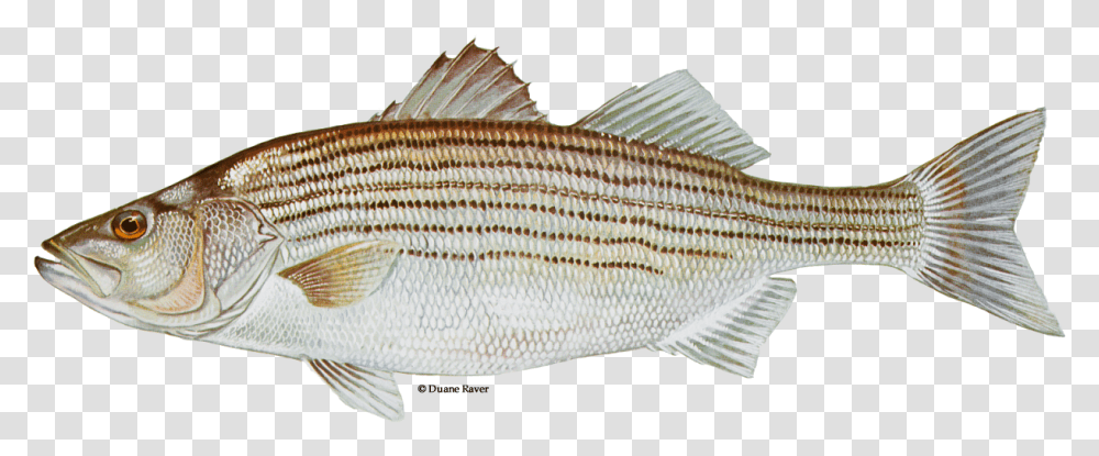 Illustration Of A Striped Bass Striped Fish, Animal, Perch Transparent Png
