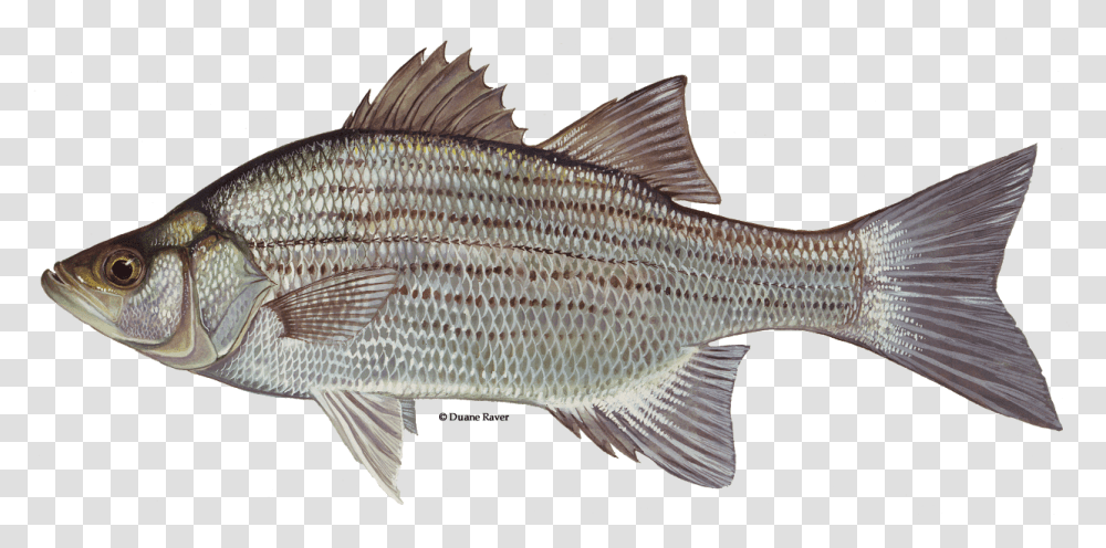 Illustration Of A White Bass White Bass, Fish, Animal, Mullet Fish, Sea Life Transparent Png
