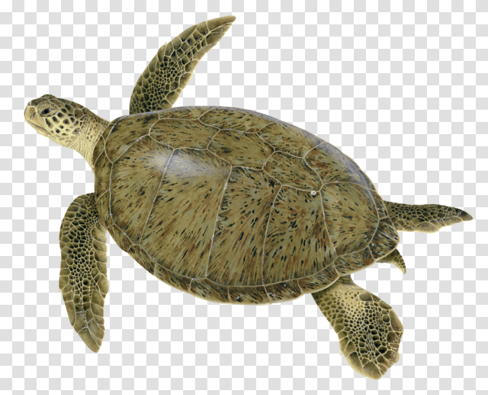 Illustration Of An Adult Green Turtle Green Sea Turtle, Reptile, Sea Life, Animal, Tortoise Transparent Png