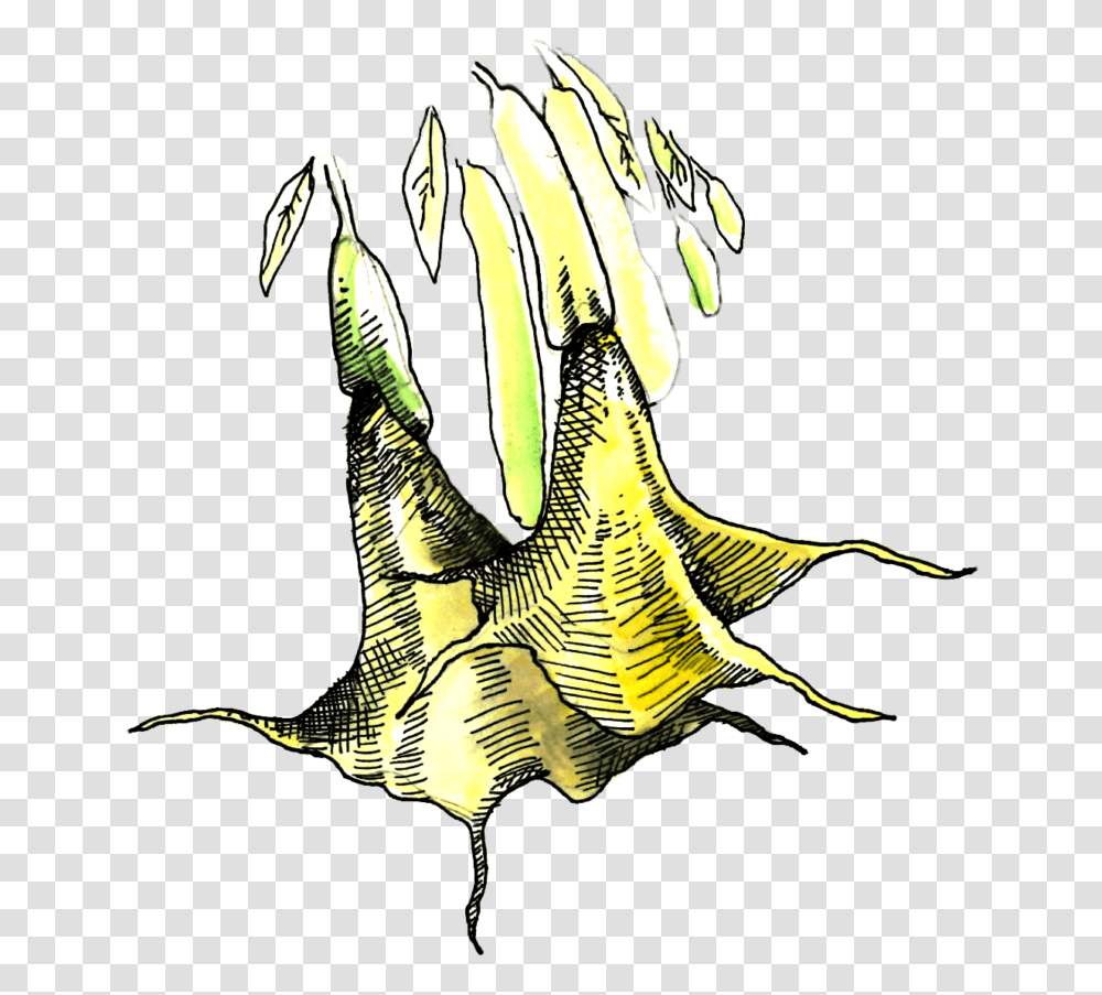 Illustration Of Brugmansia, Bird, Animal, Reptile, Banana Transparent Png