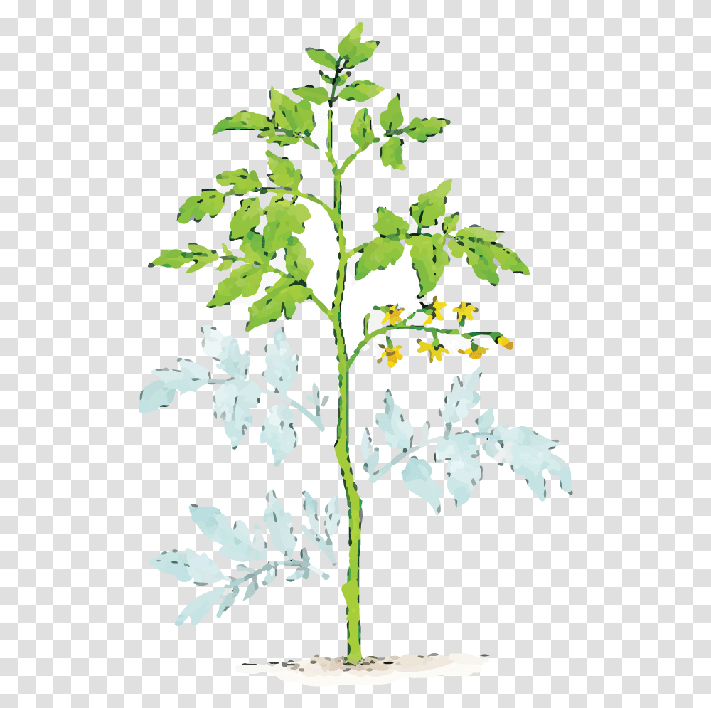 Illustration Of Dust Covered Plant Leaves Trim A Tomato Plant, Leaf, Flower, Blossom, Produce Transparent Png