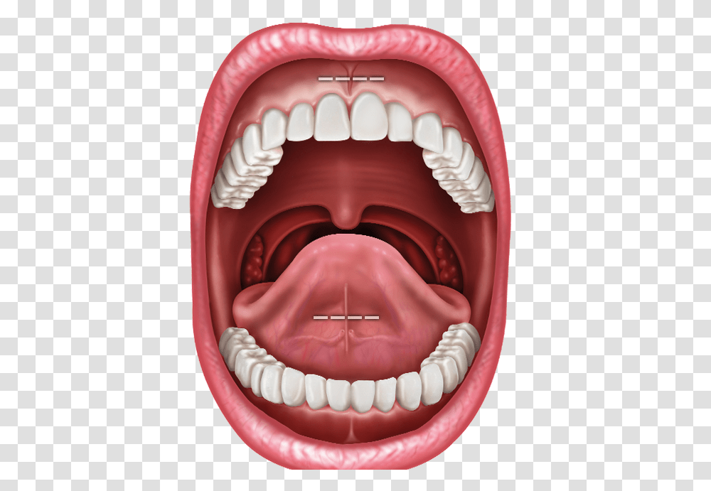 Illustration Of Inside Of Mouth Dental Frenum, Lip, Birthday Cake, Dessert, Food Transparent Png
