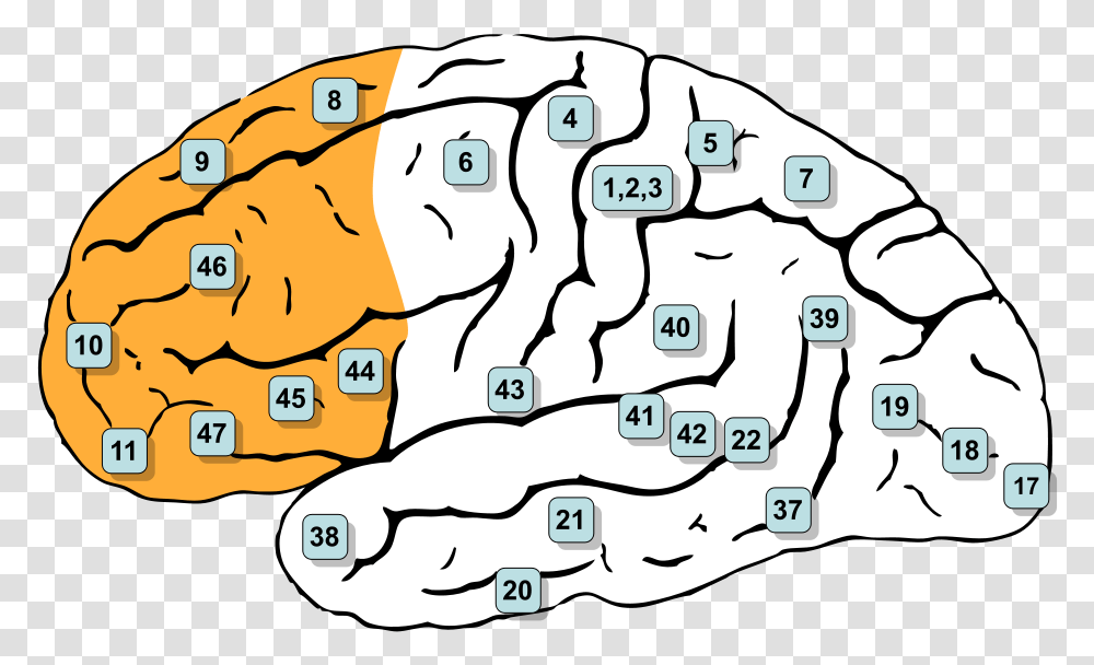 Illustration Of The Prefrontal Cortex From Gray S Anatomy Prefrontal Cortex Brodmann, Plot, Diagram, Nature, Outdoors Transparent Png