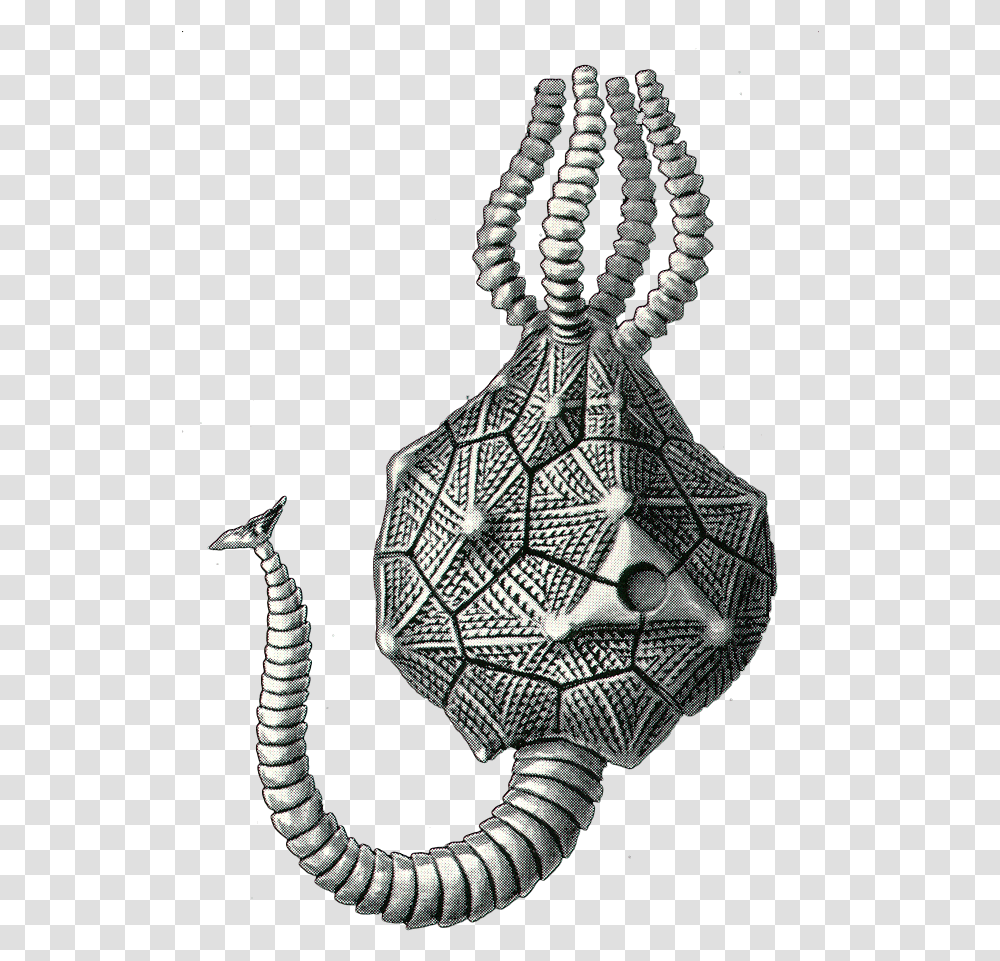 Illustration, Pendant, Silver, Fossil Transparent Png