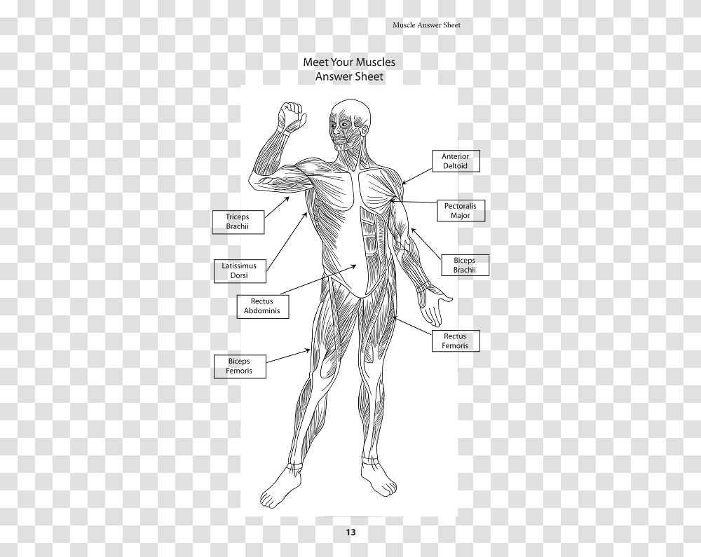 Illustration, Person, Human, Plot, Diagram Transparent Png