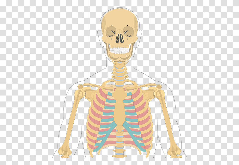 Illustration, Person, Human, Skeleton, Torso Transparent Png