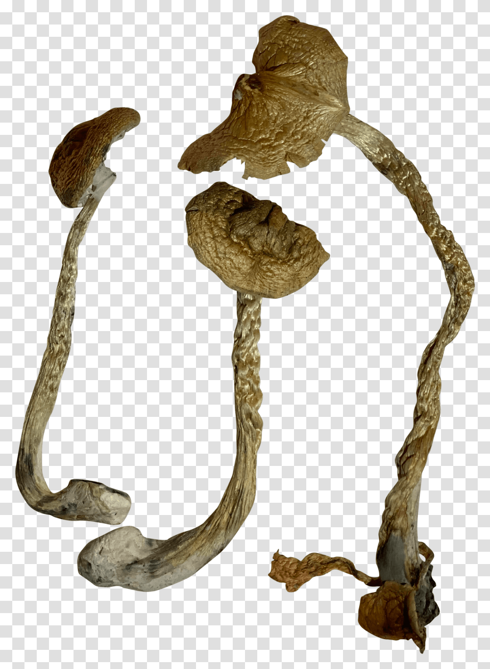 Illustration, Plant, Agaric, Mushroom, Fungus Transparent Png