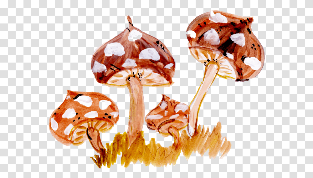 Illustration, Plant, Amanita, Agaric, Mushroom Transparent Png