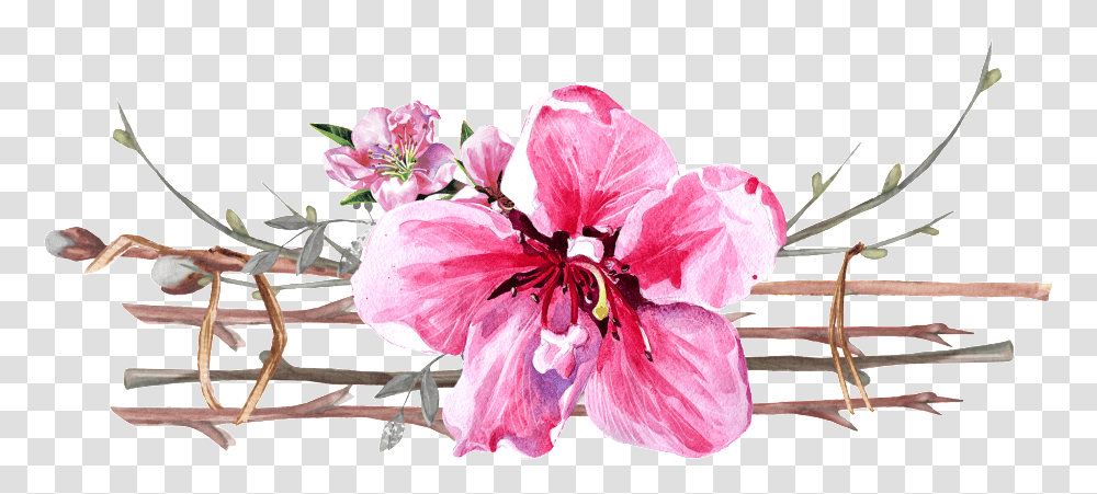 Illustration, Plant, Flower, Blossom, Geranium Transparent Png