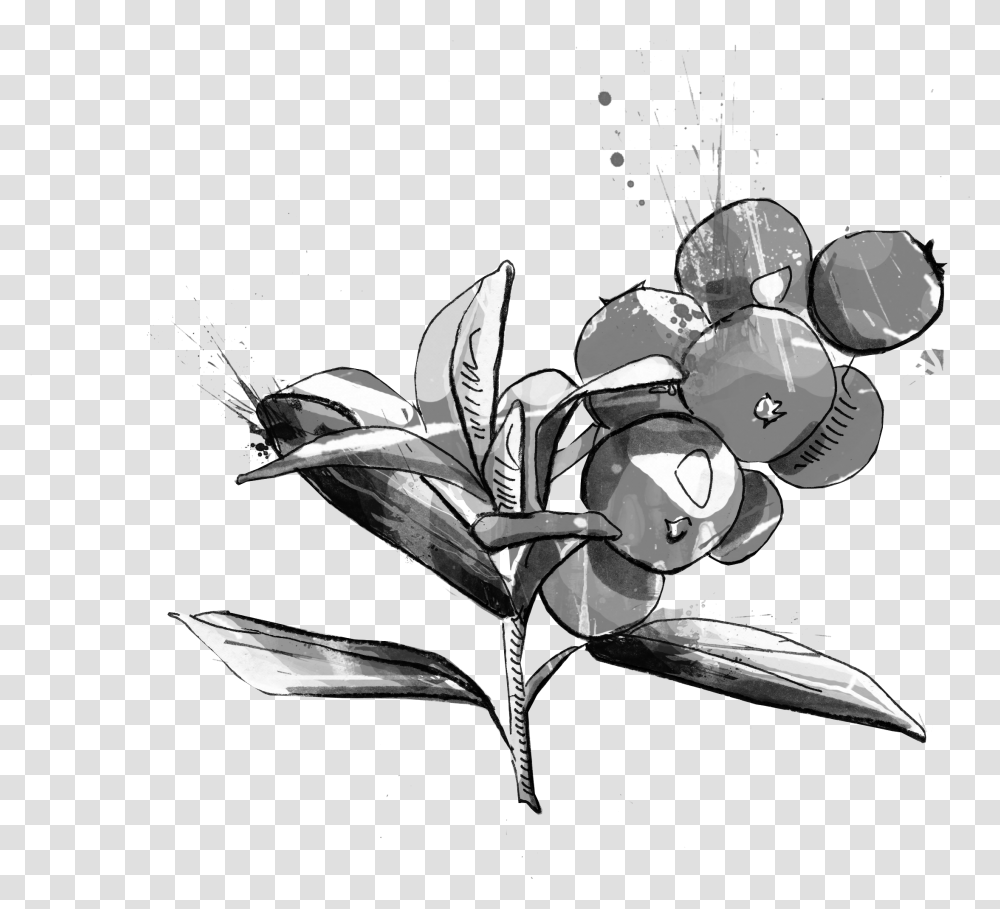 Illustration, Plant, Flower, Blossom, Petal Transparent Png