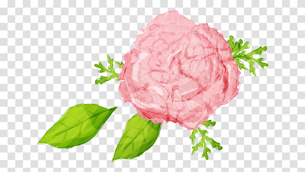 Illustration, Plant, Flower, Blossom, Rose Transparent Png