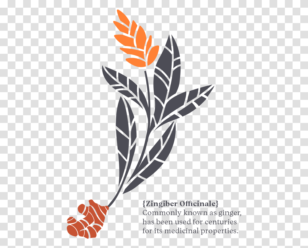 Illustration, Plant, Flower, Flower Arrangement Transparent Png