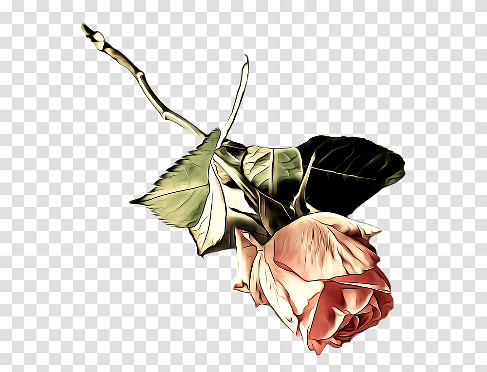 Illustration, Plant, Flower, Insect, Invertebrate Transparent Png