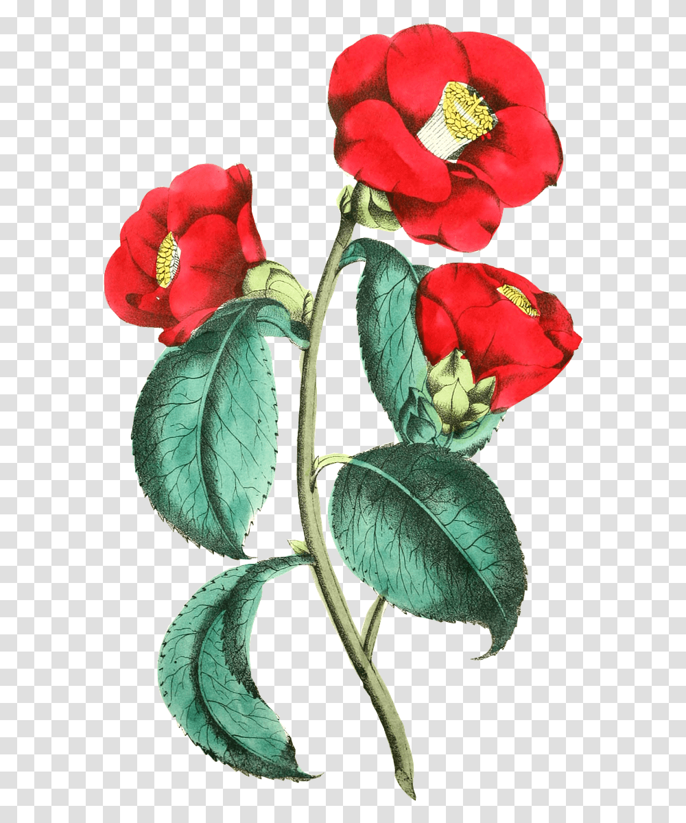 Illustration, Plant, Flower, Leaf, Rose Transparent Png