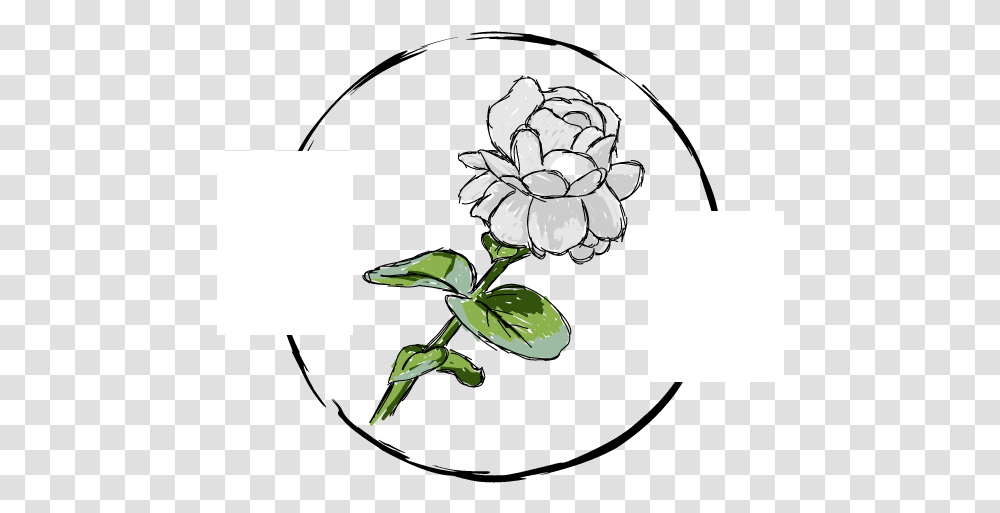 Illustration, Plant, Flower, Petal, Floral Design Transparent Png