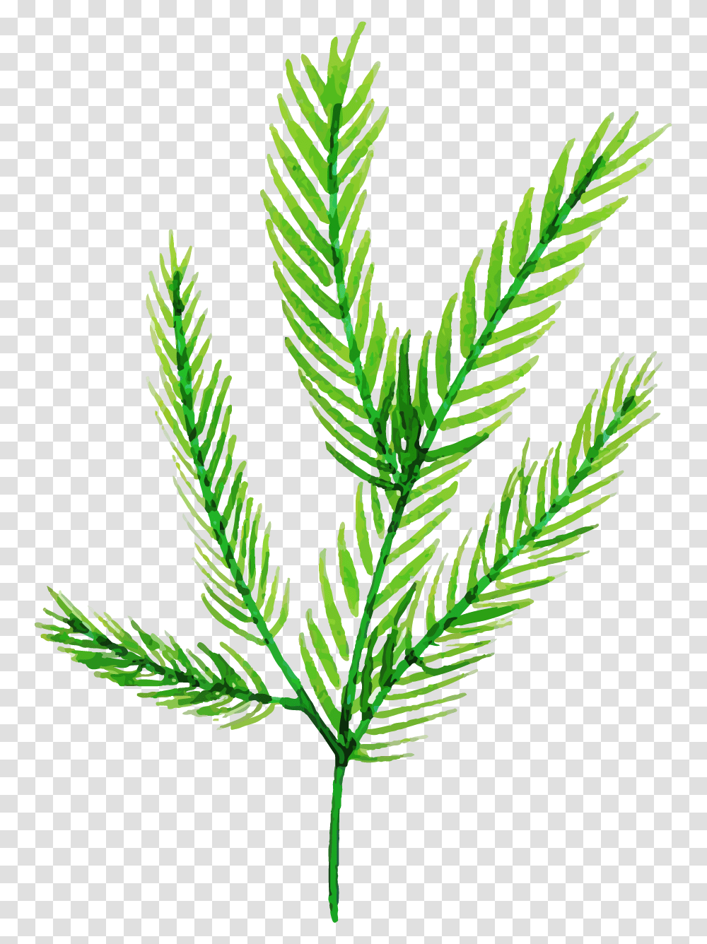 Illustration, Plant, Green, Leaf, Pineapple Transparent Png