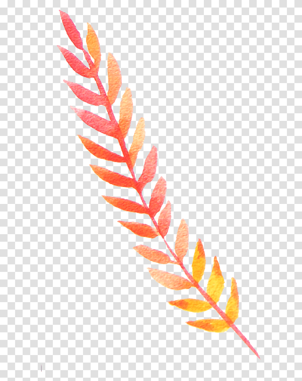 Illustration, Plant, Leaf, Fern, Flower Transparent Png