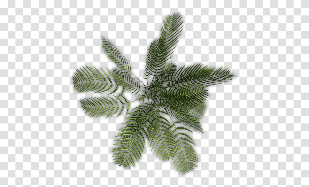 Illustration, Plant, Leaf, Fern, Flower Transparent Png