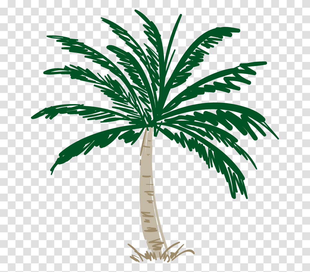 Illustration, Plant, Palm Tree, Arecaceae Transparent Png