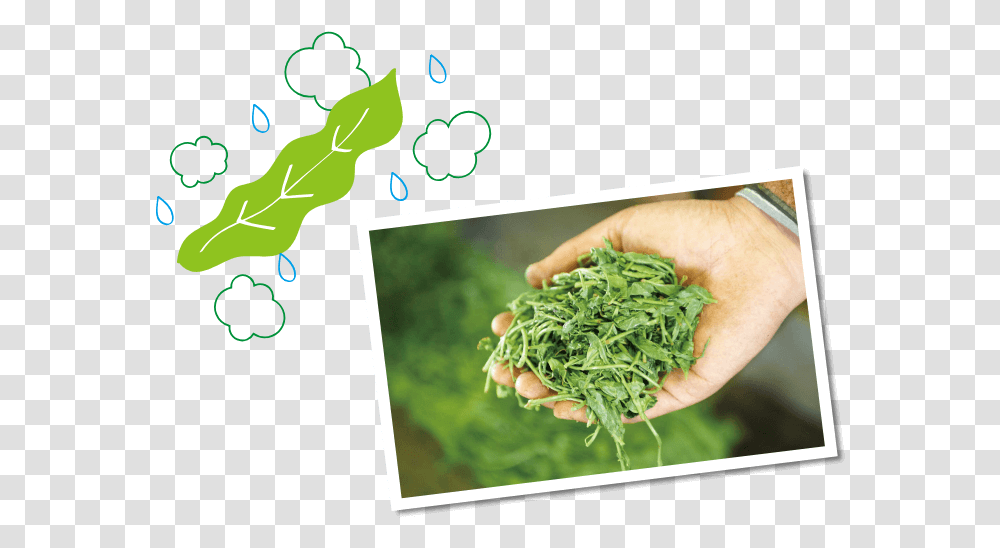 Illustration, Plant, Person, Green, Grass Transparent Png