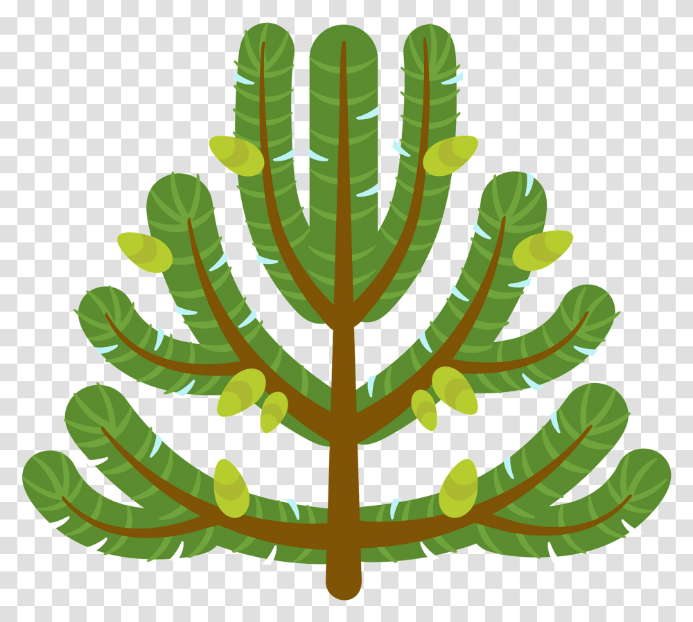 Illustration, Plant, Tree, Annonaceae, Conifer Transparent Png