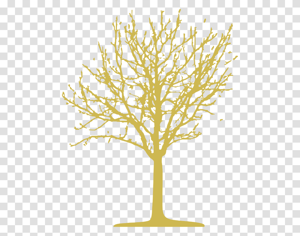 Illustration, Plant, Tree Transparent Png