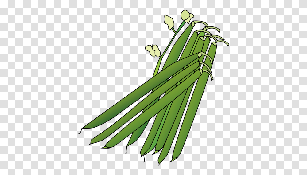 Illustration, Plant, Vegetable, Food, Produce Transparent Png