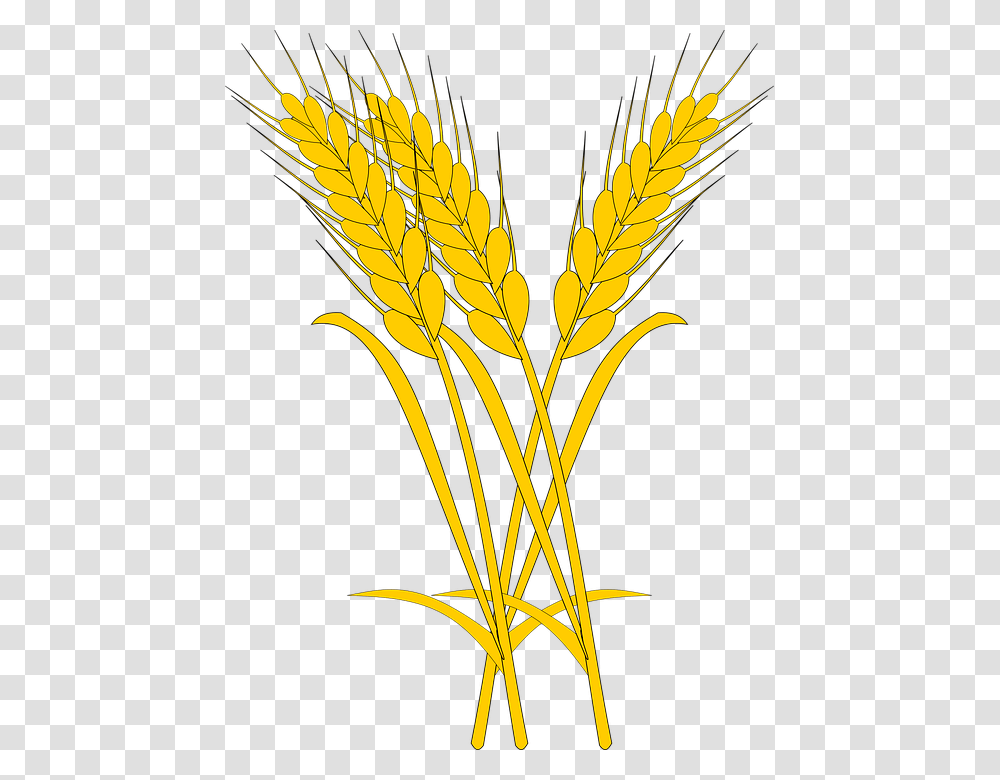 Illustration, Plant, Vegetable, Food, Wheat Transparent Png