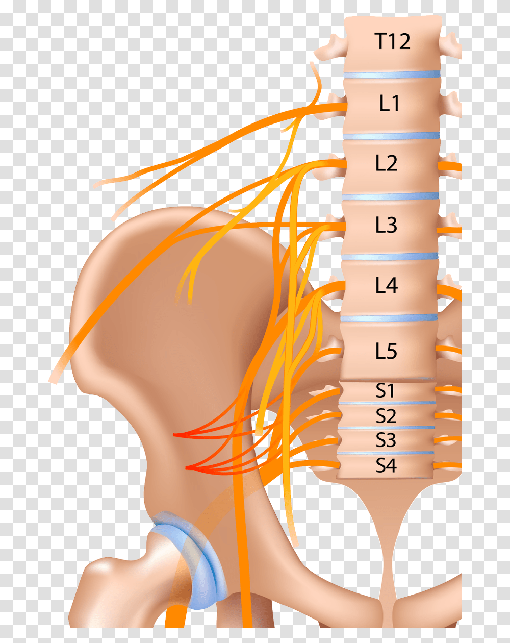 Illustration, Plot, Diagram, Cup, Neck Transparent Png