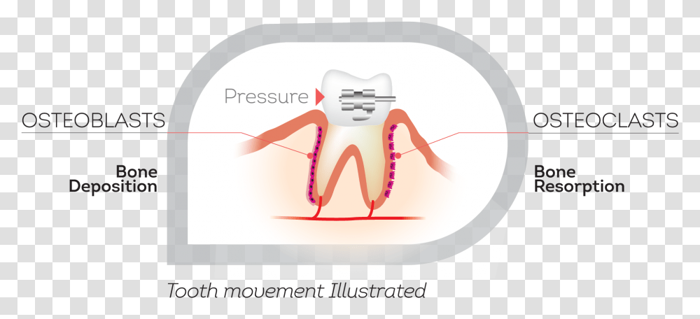 Illustration, Plot, Neck, Teeth, Mouth Transparent Png