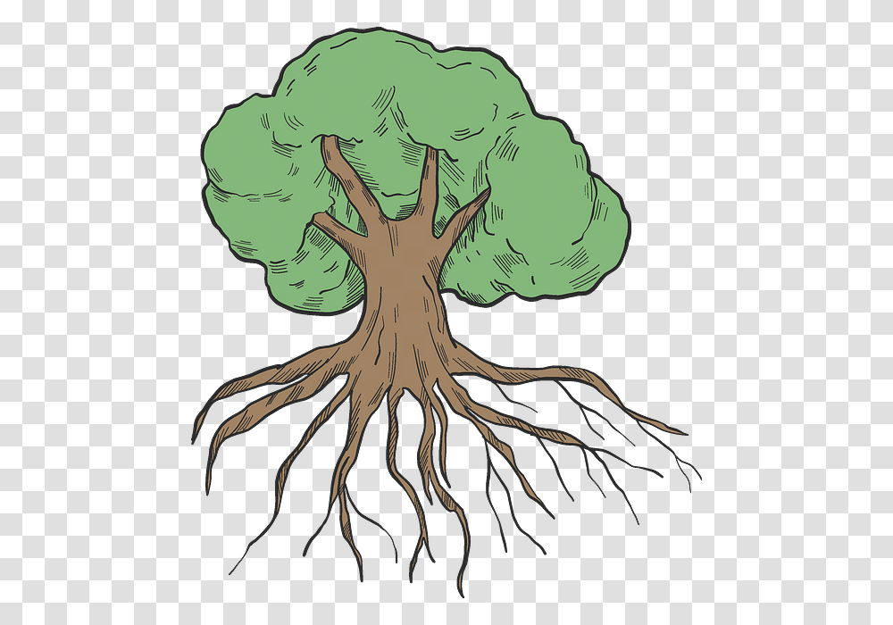 Illustration, Root, Plant, Painting Transparent Png