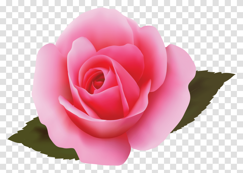 Illustration, Rose, Flower, Plant, Blossom Transparent Png