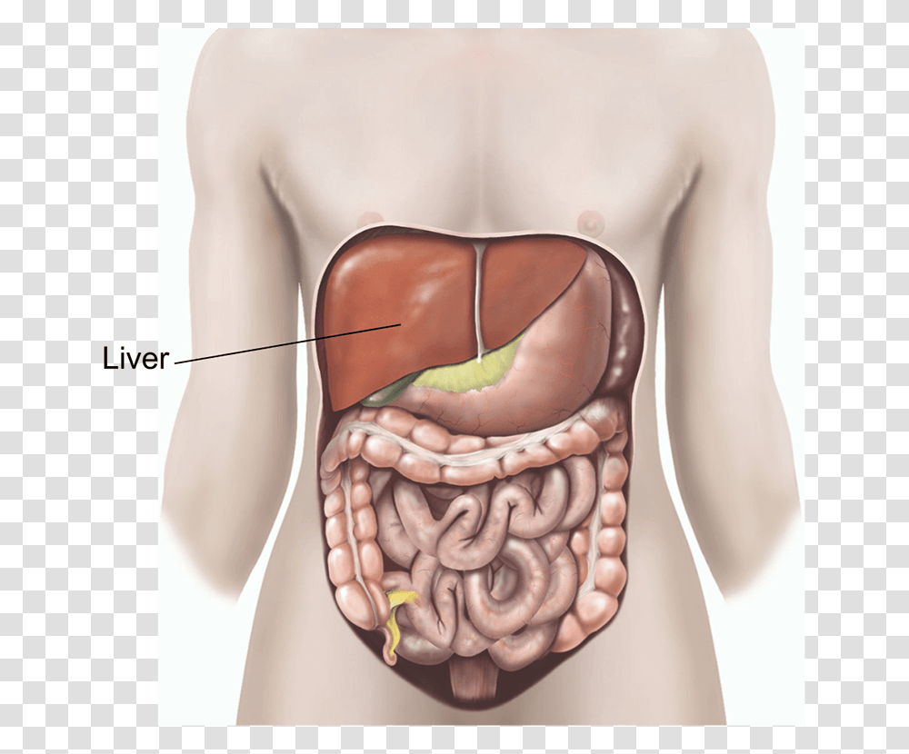 Illustration Showing A Liver Biopsy, Stomach, Torso, Sunglasses, Accessories Transparent Png