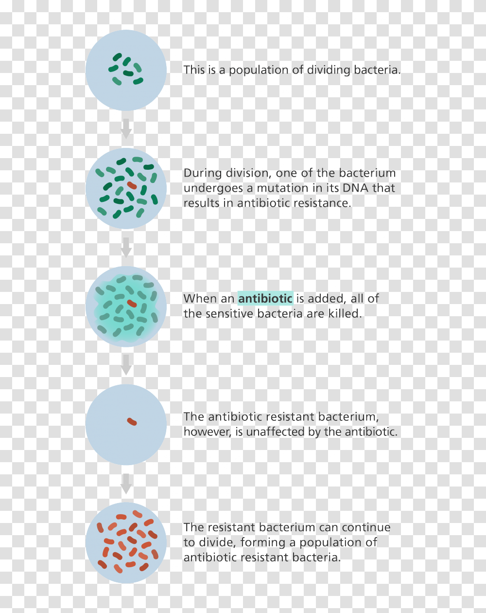 Illustration Showing How A Population Of Bacteria Can Does Antibiotic Resistance Occur, Rug, Texture Transparent Png