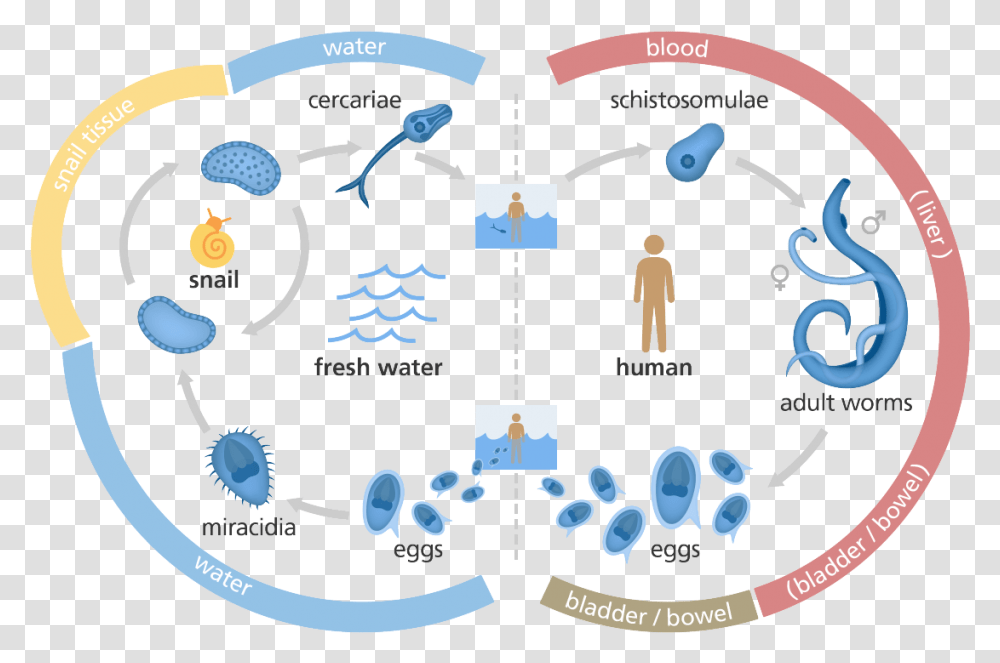Illustration Showing The Life Cycle Of The Schistosome Schistosome Life Cycle, Pattern, Architecture, Building Transparent Png