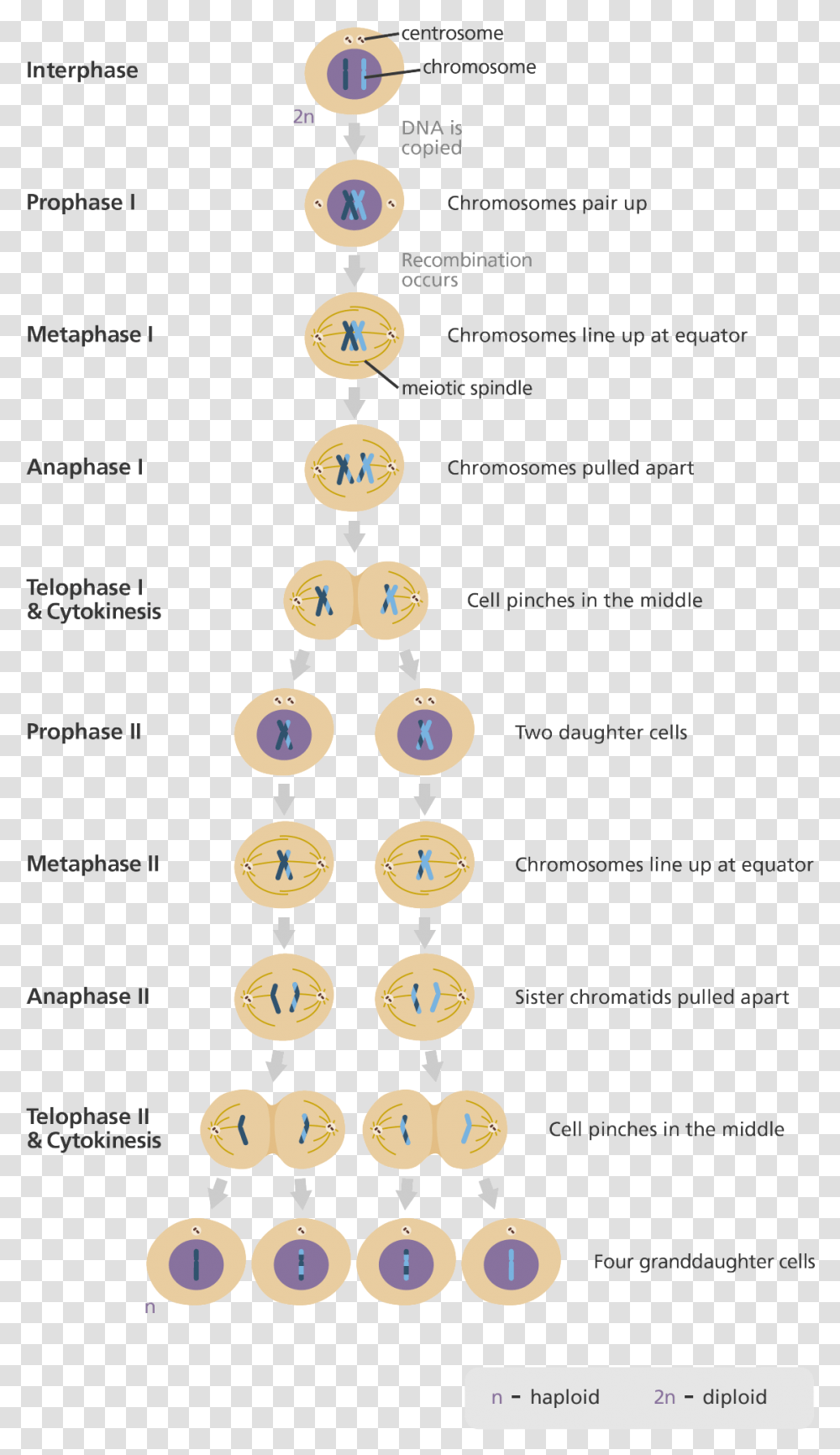 Illustration Showing The Nine Stages Of Meiosis Phases Of Meiosis In The Correct Sequential Order, Number, Icing Transparent Png