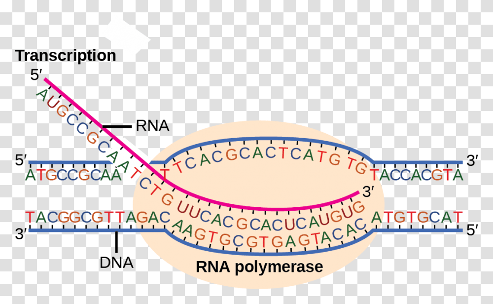 Illustration Shows Rna Synthesis By Rna Polymerase Transcription Direction, Label, Plot, Diagram Transparent Png