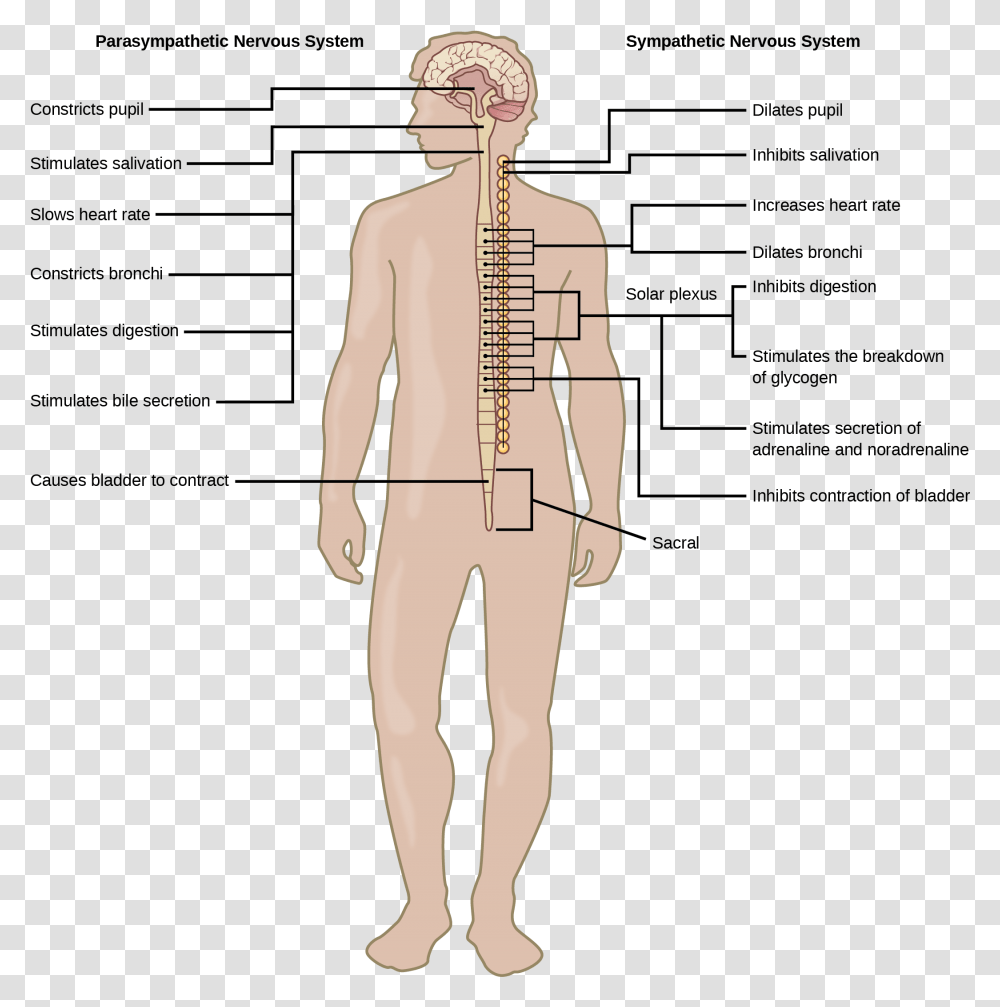 Illustration Shows The Effects Of The Sympathetic And Sympathetic Nervous System On Body, Person, Human, Plot, Mannequin Transparent Png
