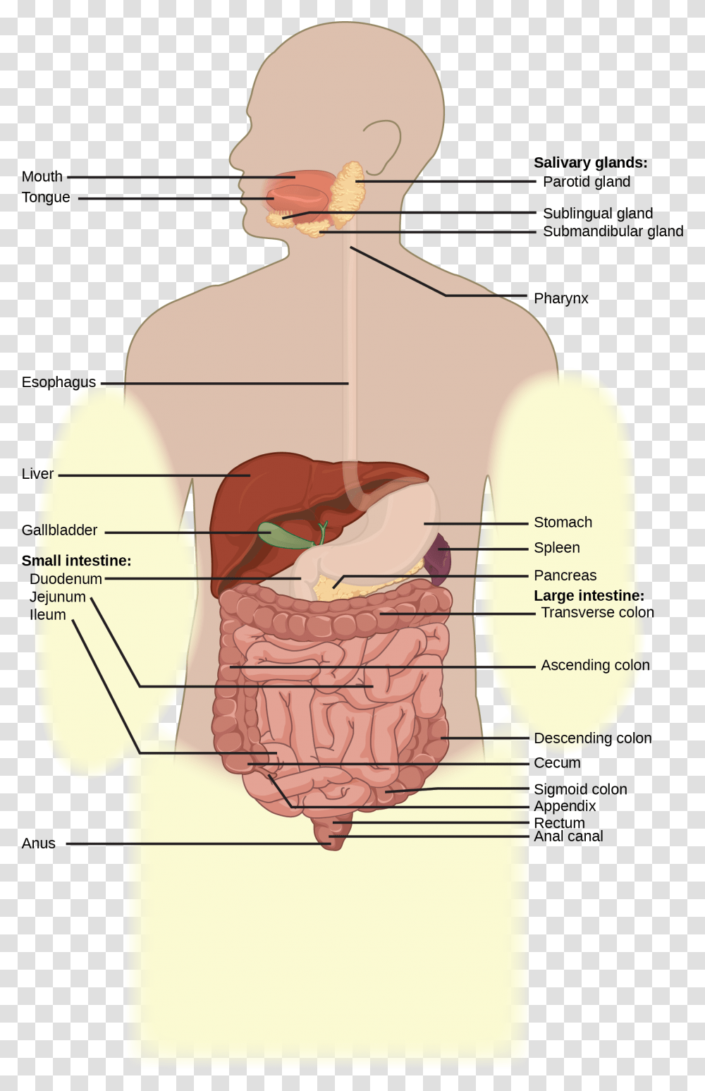 Illustration Shows The Human Lower Digestive System Gender Neutral Digestive System, Diagram, Neck, Plot, Shoulder Transparent Png
