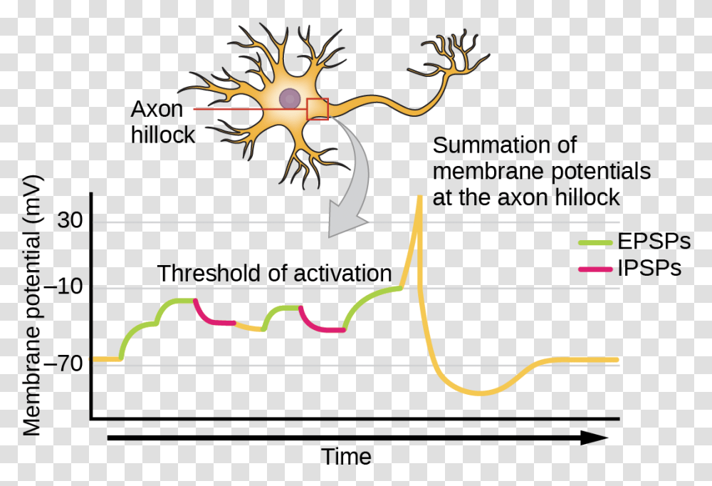 Illustration Shows The Location Of The Axon Hillock Axon Hillock And Summation, Nature, Outdoors Transparent Png