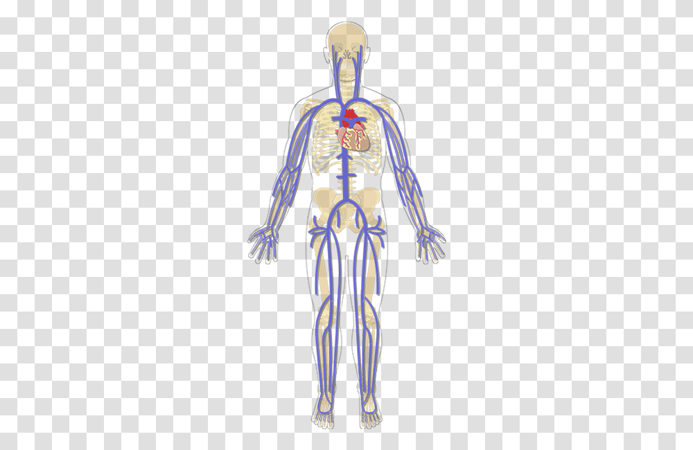 Illustration, Skeleton Transparent Png