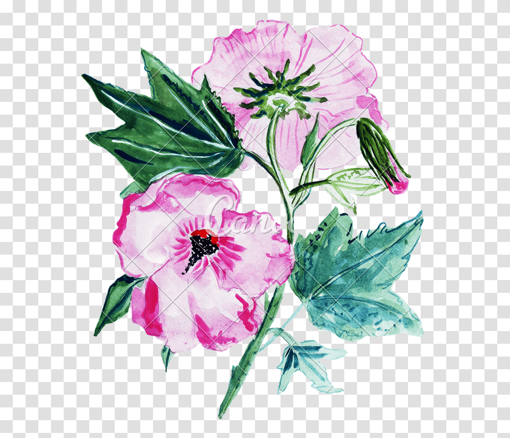 Illustration Sketch Several Begonia Flowers In A Bouquet, Plant, Geranium, Rose, Leaf Transparent Png