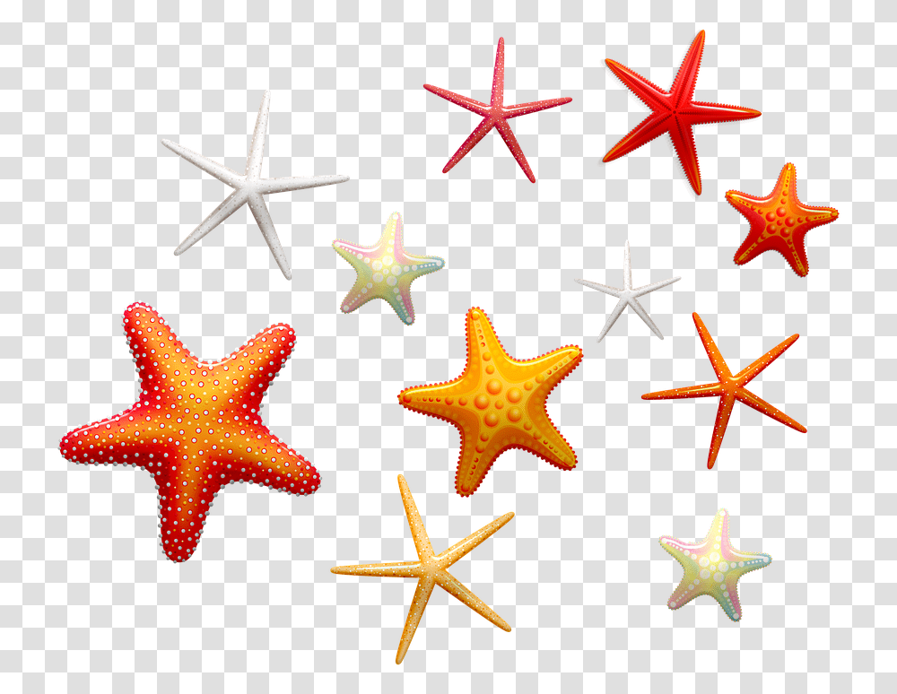 Illustration, Starfish, Invertebrate, Sea Life, Animal Transparent Png