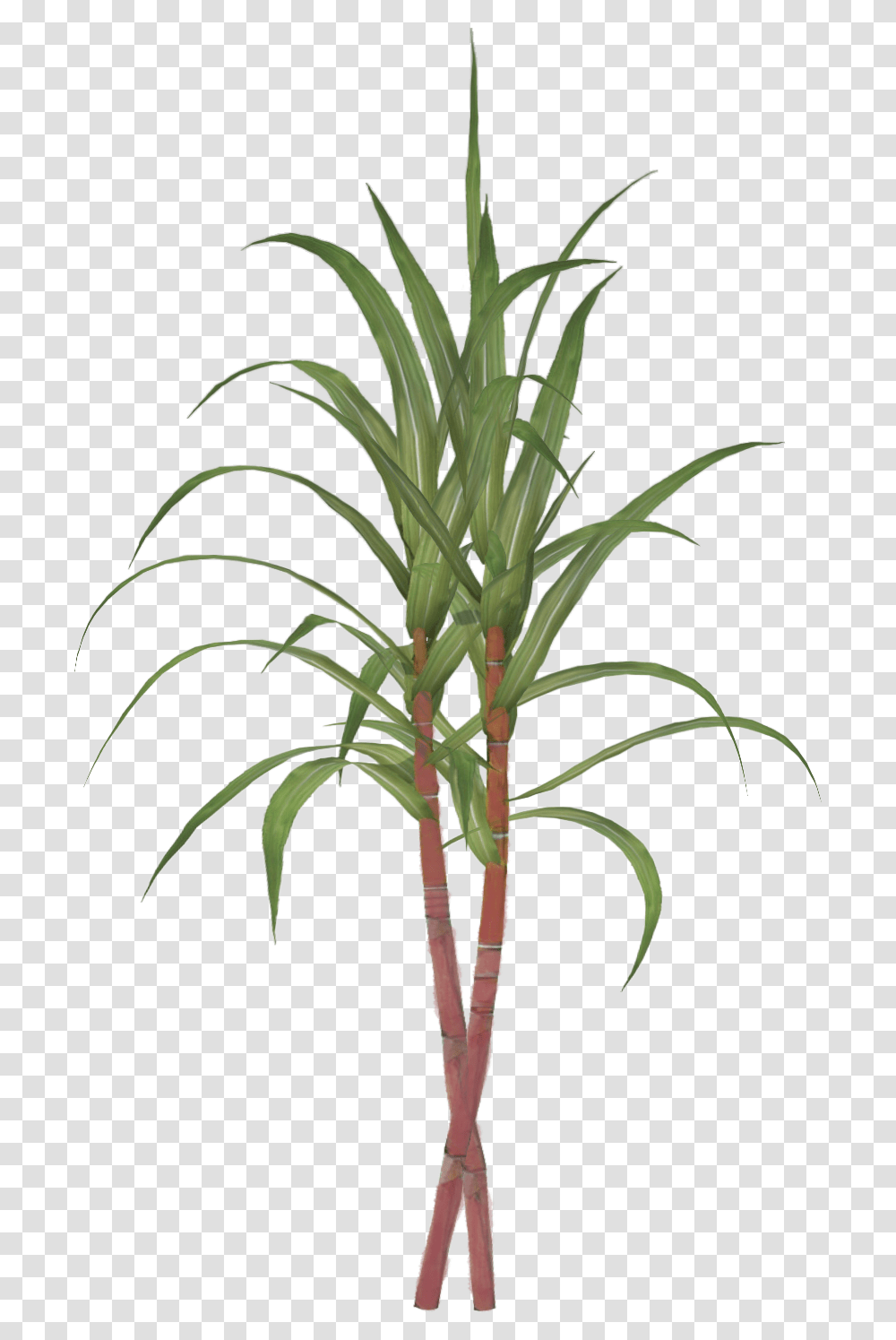 Illustration Sugar Cane, Plant, Vegetable, Food, Tree Transparent Png