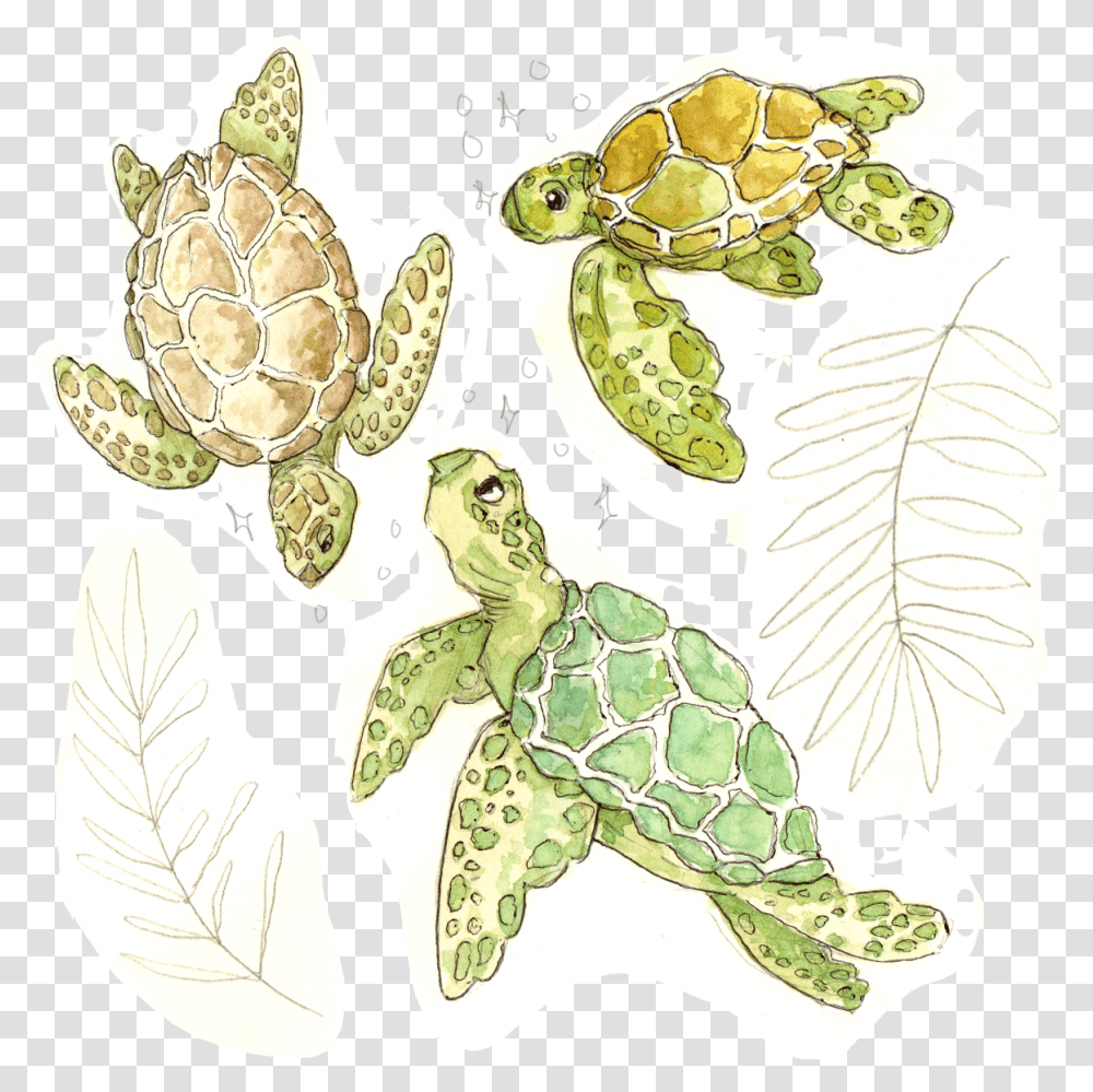 Illustration, Tortoise, Turtle, Reptile, Sea Life Transparent Png
