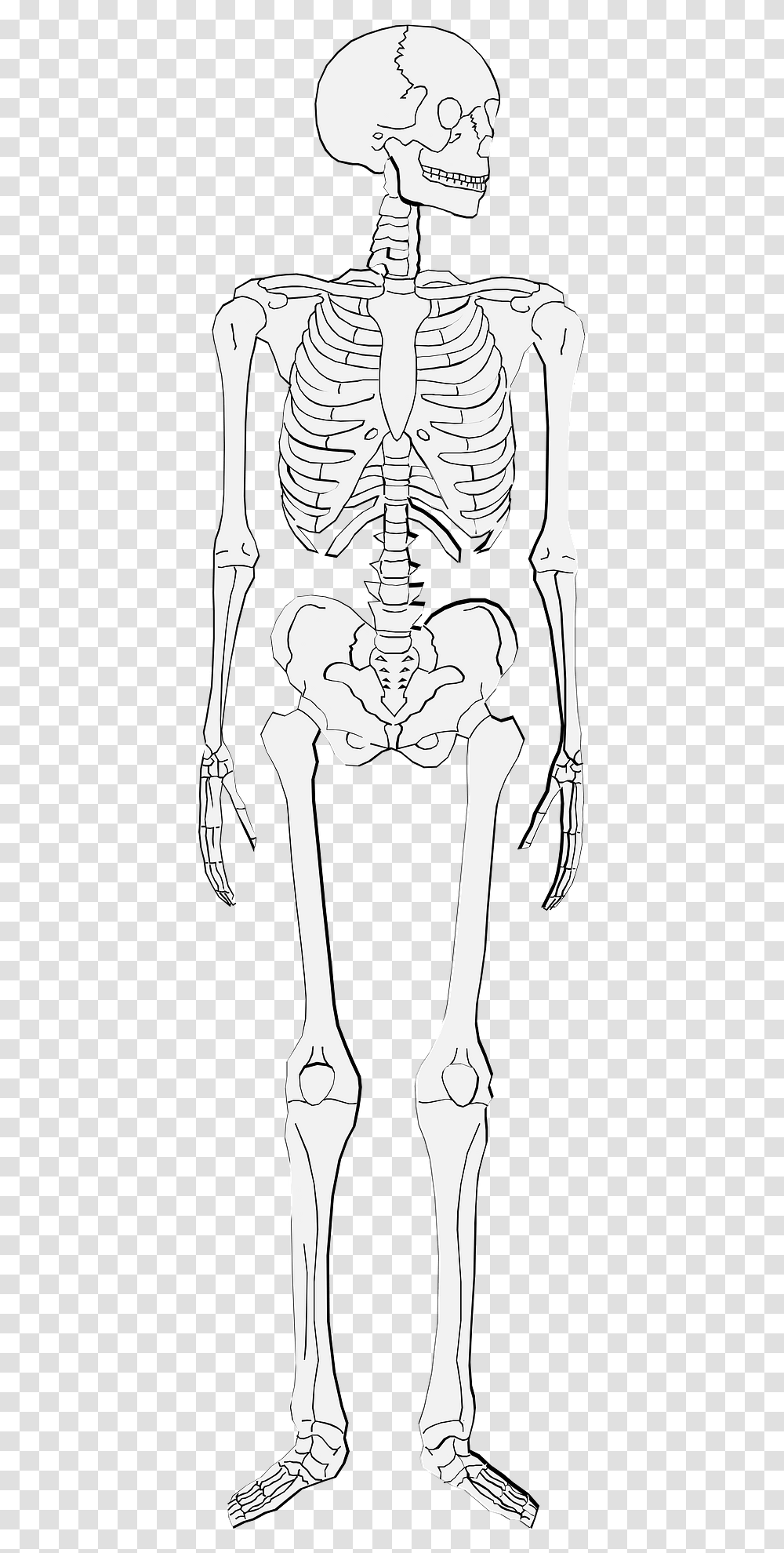 Illustration Transparent Png