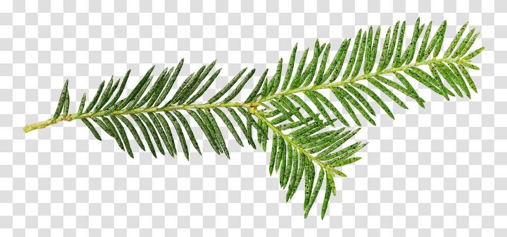 Illustration, Tree, Plant, Conifer, Fir Transparent Png