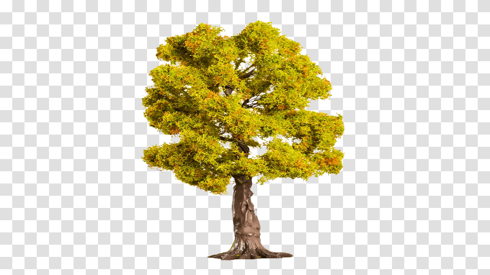 Illustration, Tree, Plant, Maple, Oak Transparent Png