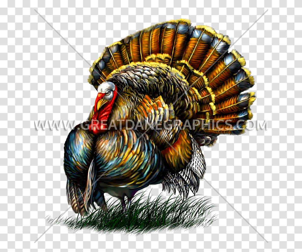 Illustration, Turkey Bird, Poultry, Fowl, Animal Transparent Png